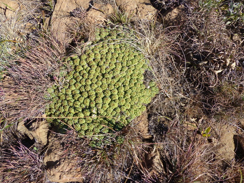 Image of Euphorbia clavarioides Boiss.