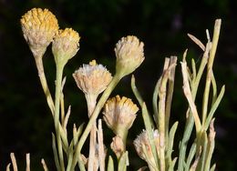 Image of Lemmon's rubberweed