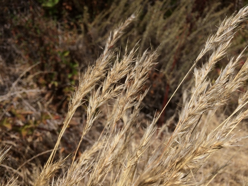 Rytidosperma caespitosum (Gaudich.) Connor & Edgar resmi