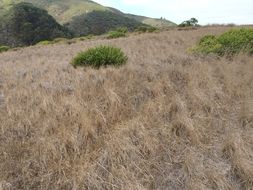 Rytidosperma caespitosum (Gaudich.) Connor & Edgar resmi