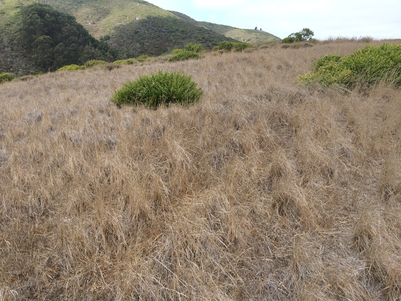 Rytidosperma caespitosum (Gaudich.) Connor & Edgar resmi