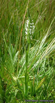 Image of hooded lady's tresses