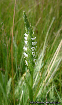 Image of hooded lady's tresses