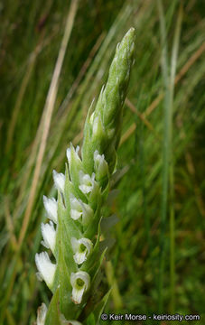 صورة Spiranthes romanzoffiana Cham.