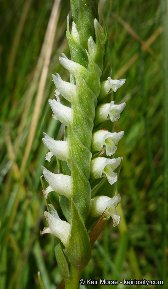 Image of hooded lady's tresses