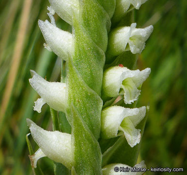 صورة Spiranthes romanzoffiana Cham.