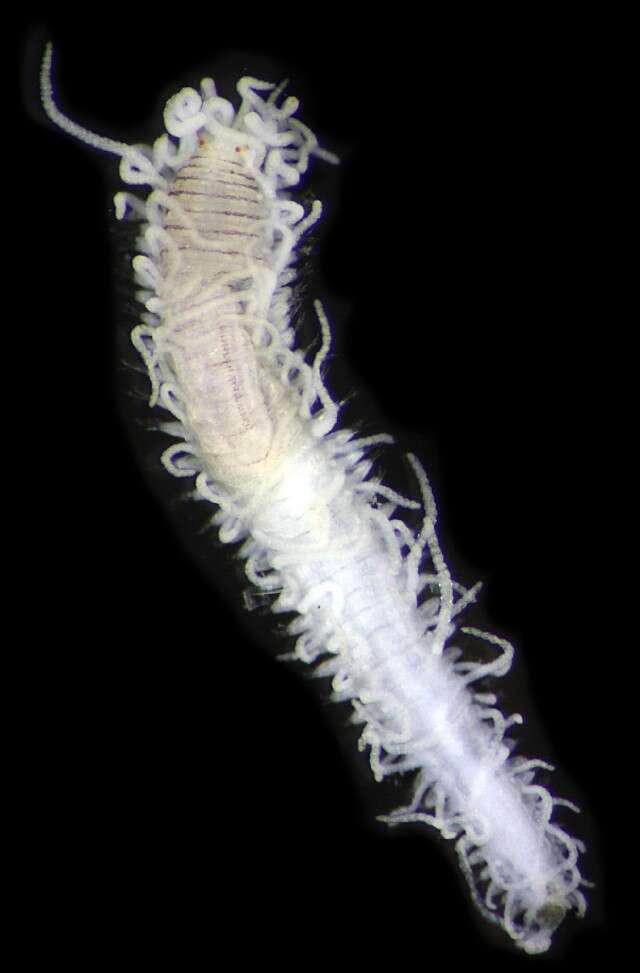 Image of Typosyllis