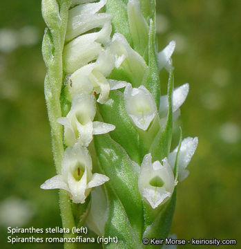 Image of hooded lady's tresses