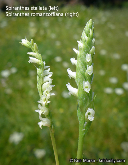 Image of Spiranthes stellata P. M. Br., Dueck & K. M. Cameron