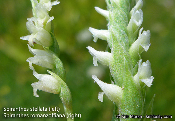 Image of Spiranthes stellata P. M. Br., Dueck & K. M. Cameron