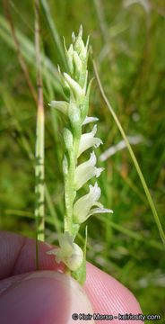 Spiranthes stellata P. M. Br., Dueck & K. M. Cameron resmi