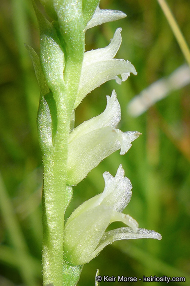 Spiranthes stellata P. M. Br., Dueck & K. M. Cameron resmi