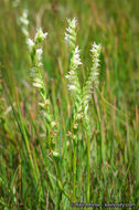 Spiranthes stellata P. M. Br., Dueck & K. M. Cameron resmi