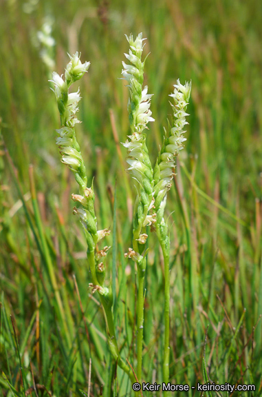 Image of Spiranthes stellata P. M. Br., Dueck & K. M. Cameron