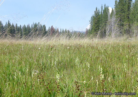 Spiranthes stellata P. M. Br., Dueck & K. M. Cameron resmi