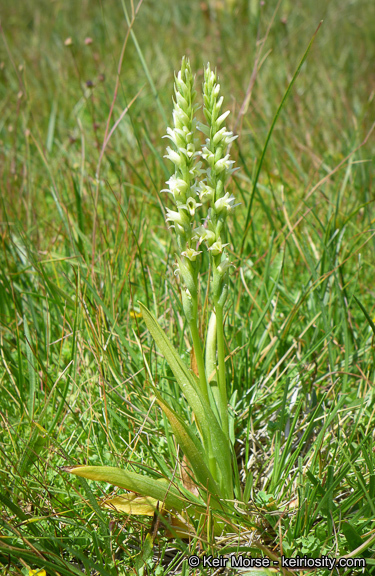 Image of Spiranthes stellata P. M. Br., Dueck & K. M. Cameron