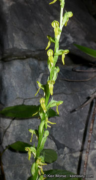 Plancia ëd Platanthera tescamnis Sheviak & W. F. Jenn.