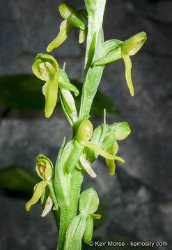 Plancia ëd Platanthera tescamnis Sheviak & W. F. Jenn.