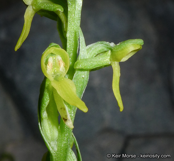 Plancia ëd Platanthera tescamnis Sheviak & W. F. Jenn.