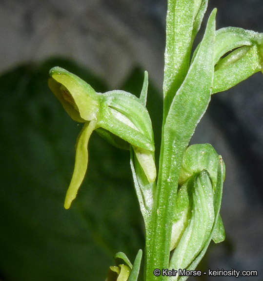 Plancia ëd Platanthera tescamnis Sheviak & W. F. Jenn.