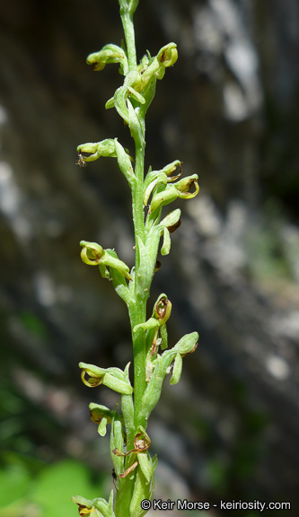 Plancia ëd Platanthera tescamnis Sheviak & W. F. Jenn.