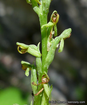 Plancia ëd Platanthera tescamnis Sheviak & W. F. Jenn.