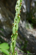 Plancia ëd Platanthera tescamnis Sheviak & W. F. Jenn.