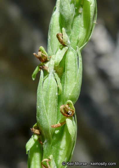 Plancia ëd Platanthera tescamnis Sheviak & W. F. Jenn.