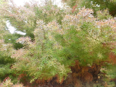 Image of Japanese Cedar