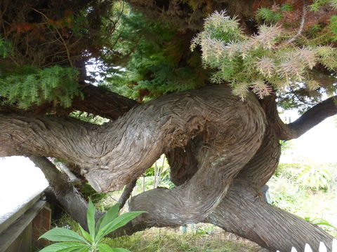 Image of Japanese Cedar