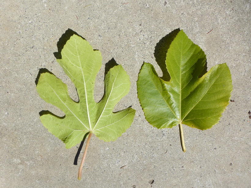 Imagem de Ficus carica L.