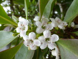 Image of Mousehole tree