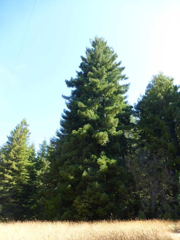 Imagem de Sequoia sempervirens (D. Don) Endl.