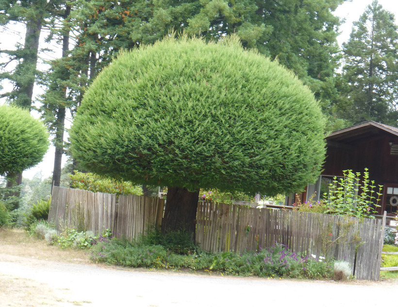 Image of California Redwood