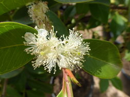 Image of Purple Strawberry Guava