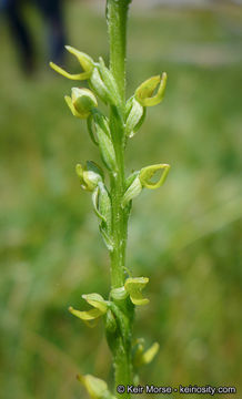 Image of Yosemite bog orchid