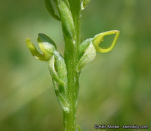 Image of Yosemite bog orchid