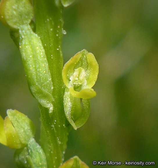 Image of Yosemite bog orchid