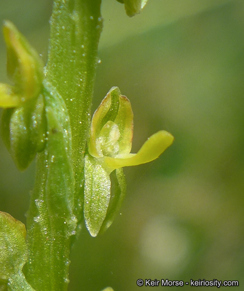 Image of Yosemite bog orchid