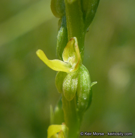 Platanthera yosemitensis Colwell, Sheviak & P. E. Moore resmi