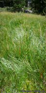 Image of Yosemite bog orchid