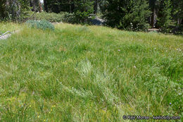 Image of Yosemite bog orchid