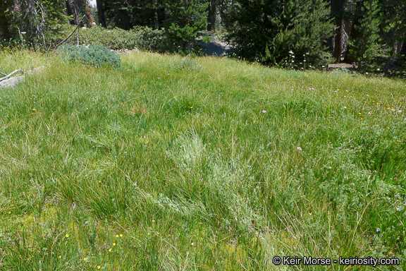 Platanthera yosemitensis Colwell, Sheviak & P. E. Moore resmi