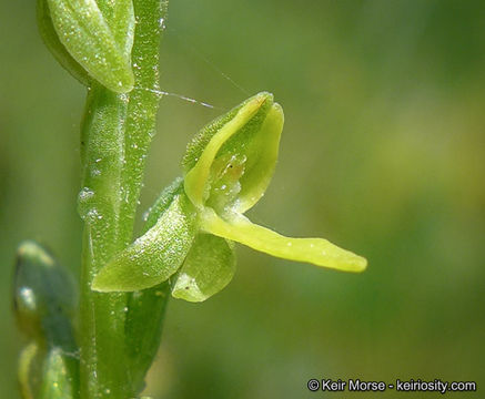 Image of Yosemite bog orchid