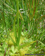 Image of Yosemite bog orchid