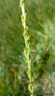 Image of Yosemite bog orchid