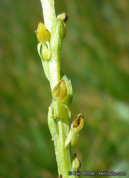 Image of Yosemite bog orchid