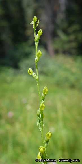 Image of Yosemite bog orchid