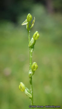 Image of Yosemite bog orchid