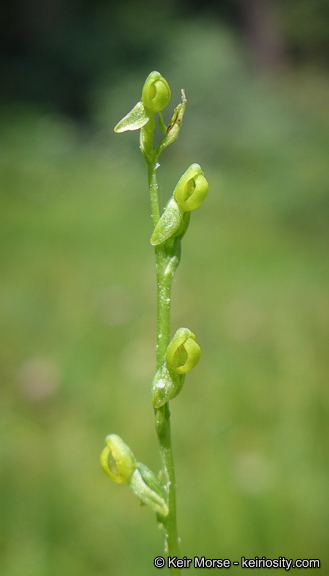 Platanthera yosemitensis Colwell, Sheviak & P. E. Moore resmi